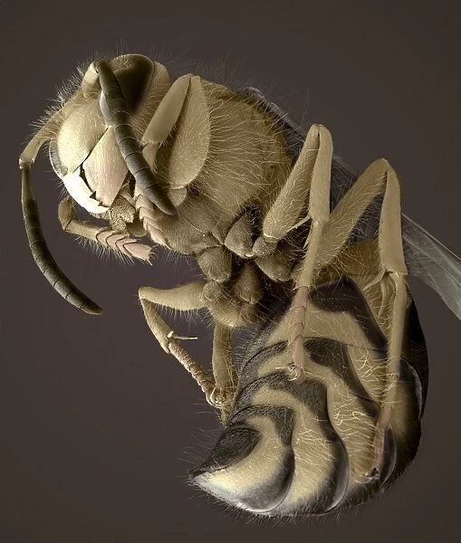 Common wasp, SEM