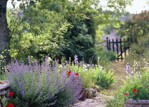 Cottage garden, France