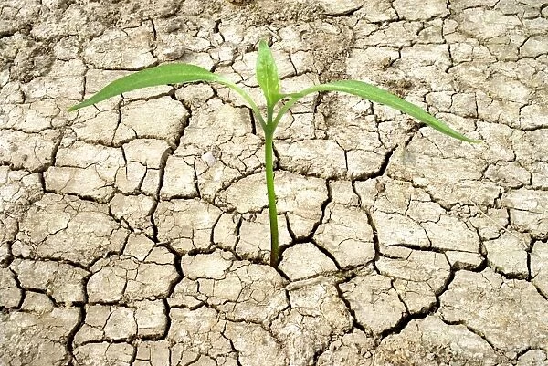 Cracked mud and seedling