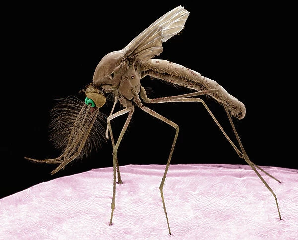 Culex mosquito, SEM
