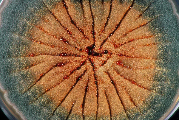 Culture of Aspergillus nidulans fungus