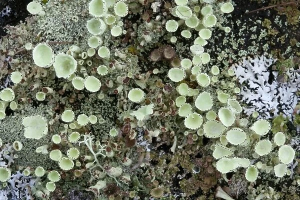 Cup lichen (Cladonia sp. )