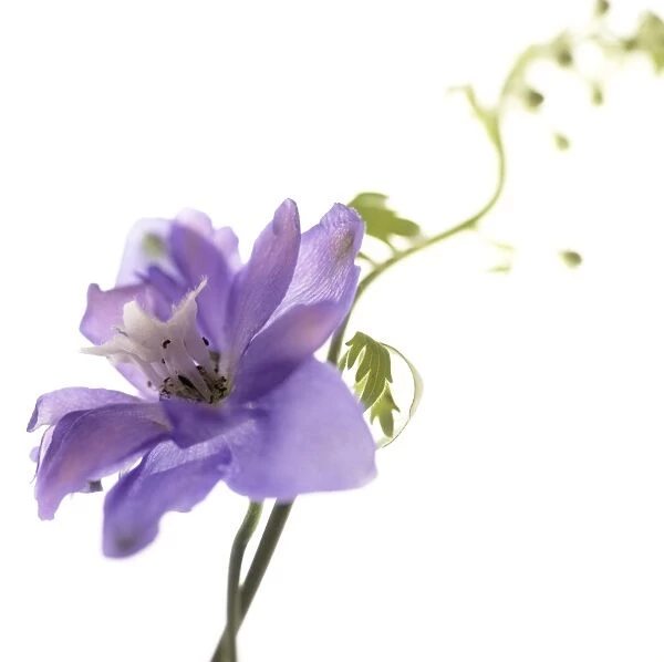 Delphinium flower (Delphinium sp. )