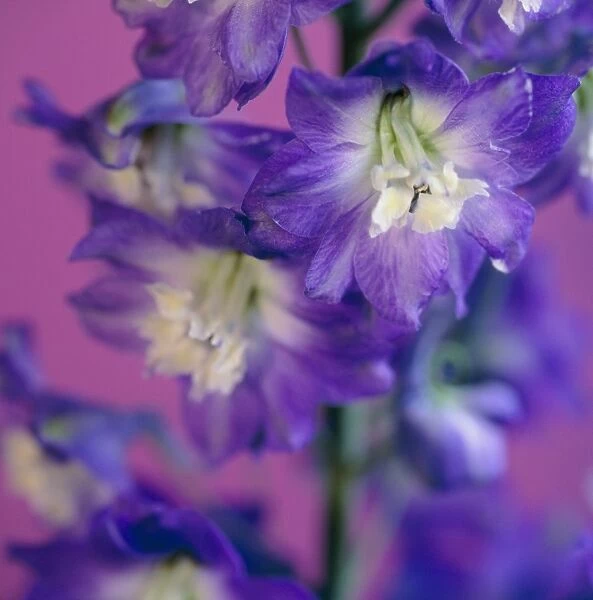 Delphinium flowers