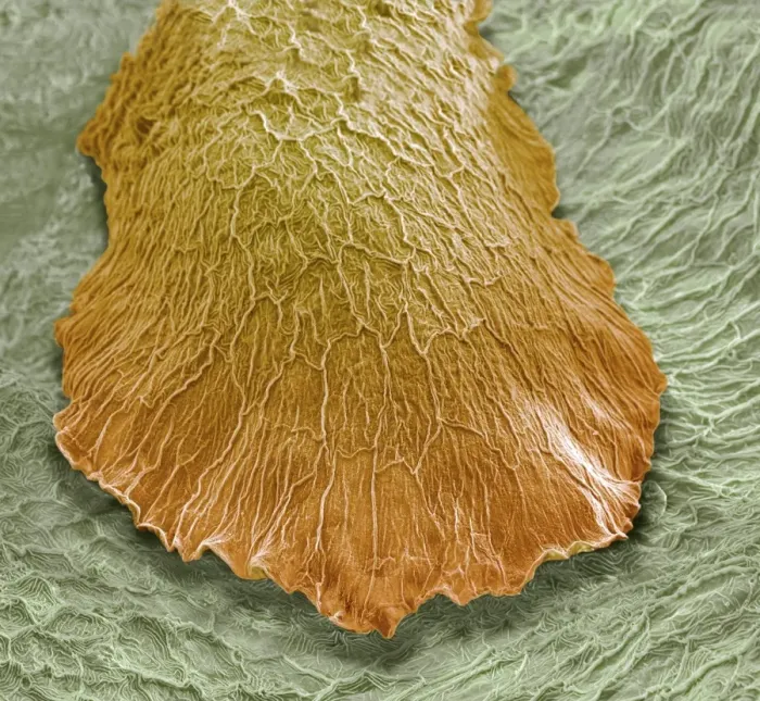 Framed Print : Developing fish fin, SEM