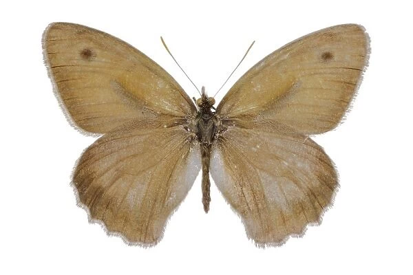 Dusky meadow brown butterfly C016  /  2163