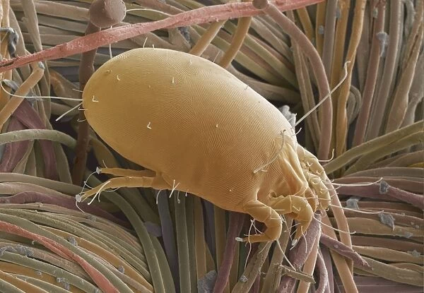 Dust mite. Coloured scanning electron micrograph 