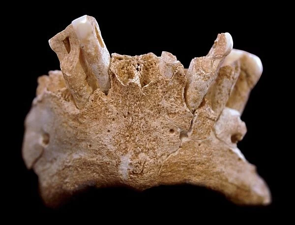 Early human mandible