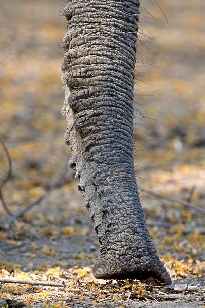 Elephant trunk C015  /  6477