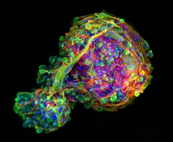 Embryoid bodies, light micrograph