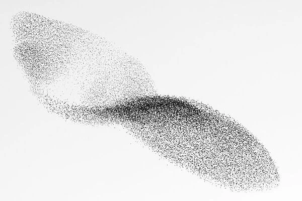 European starling flock