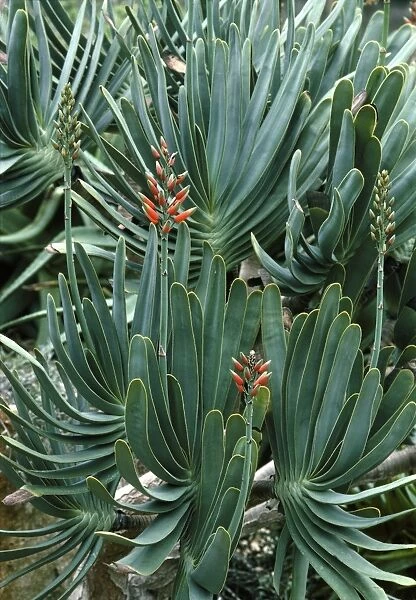 Fan aloe (Aloe plicatilis)