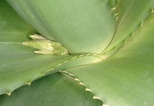 Fan aloe (Aloe plicatilis) new flower bud