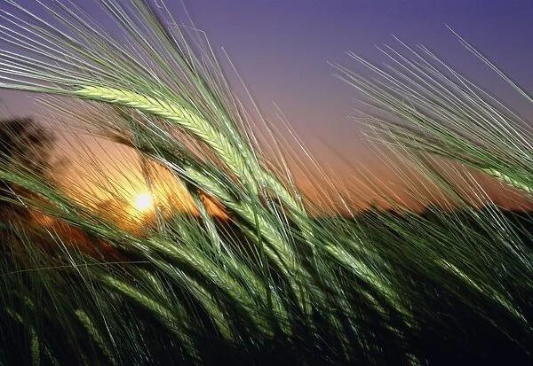 Field of barley at sunset