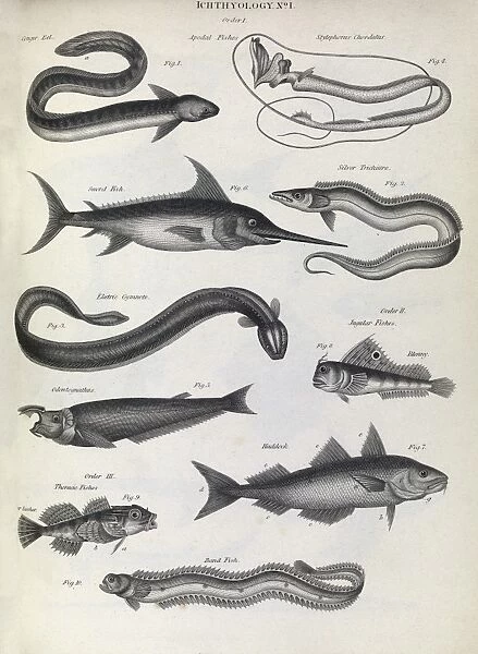 Fish illustrations, 1823 C017  /  8067