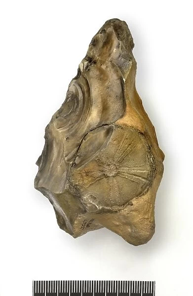 Flint handaxe with fossil echinoid C016  /  6004