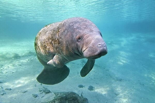 Florida manatee swimming