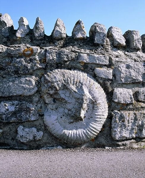 Fossil in a wall