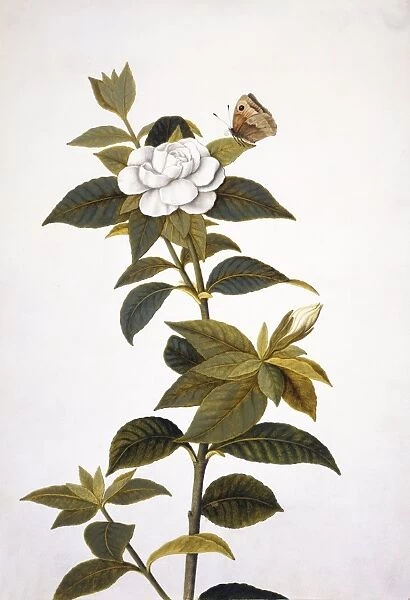 Gardenia and butterfly, 18th century C013  /  6258