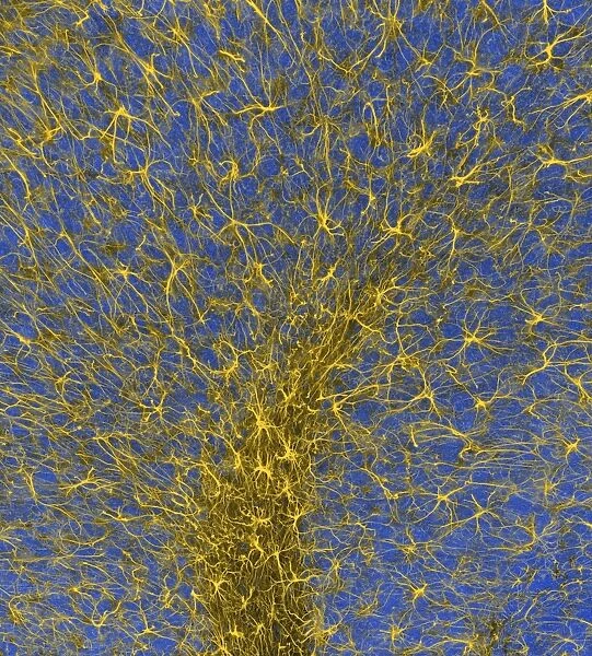 Glial cells, confocal light micrograph