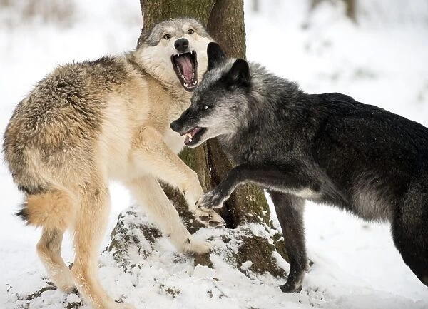 Gray wolf. Wolves (Canis lupus) interacting at the Wolf Science Center, Austria