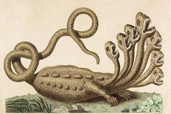 The Hamburg Hydra Linnaeus revealed fake
