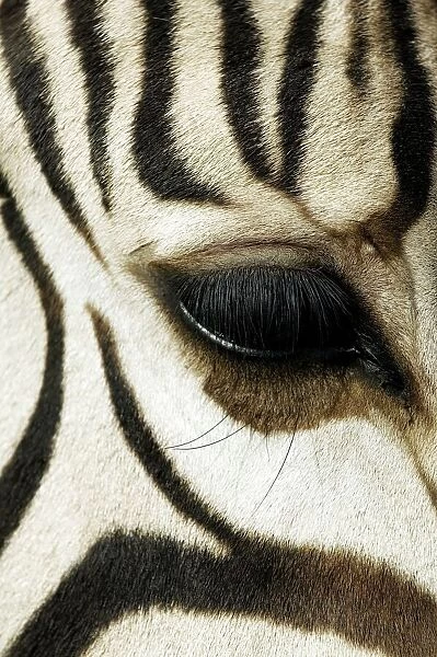 Hartmanns zebra