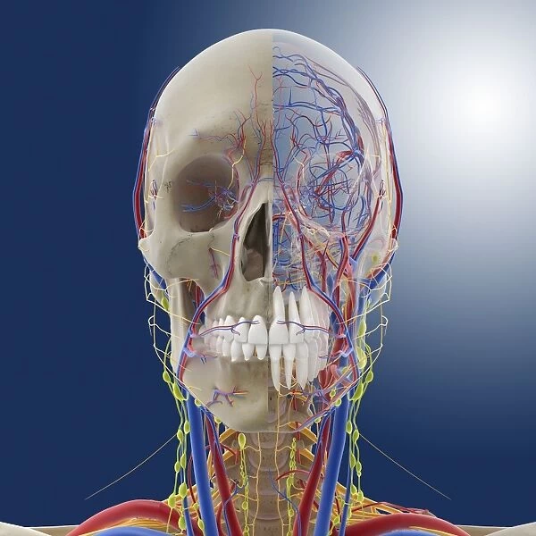 Head and neck anatomy, artwork C014  /  0512