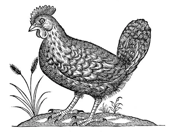 Hen, historical artwork