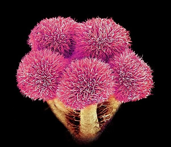 Hibiscus flower pistil, SEM C016  /  9757