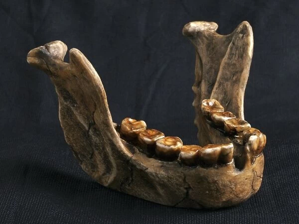 Homo floresiensis mandible
