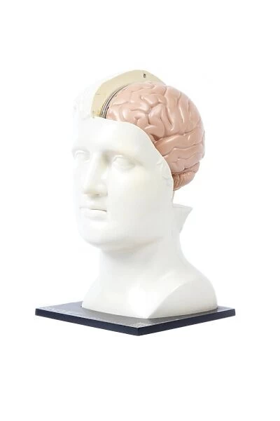 Human brain, historical anatomical model