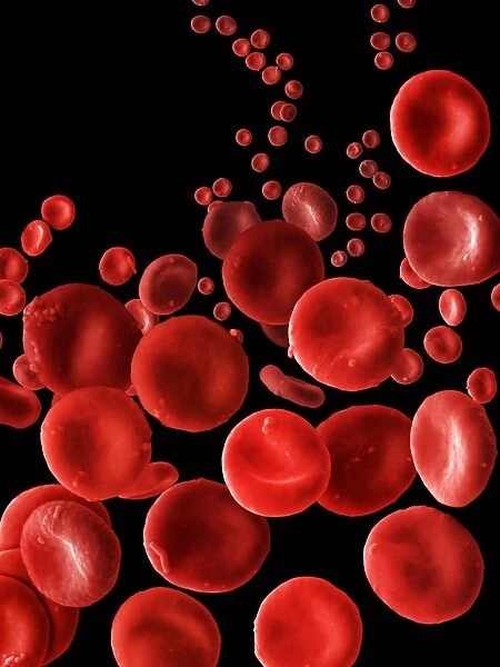 Human Red Blood Cells, SEM