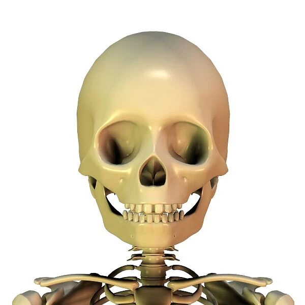 Human skull, artwork
