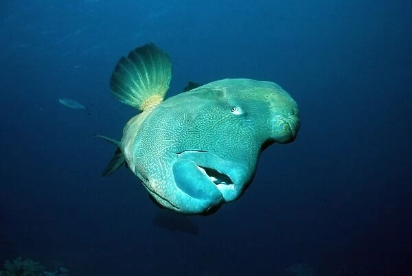 Humphead wrasse (Cheilinus undulatus). This fish is one of the largest