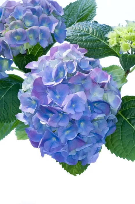 Framed Print : Hydrangea (Hydrangea macrophylla)