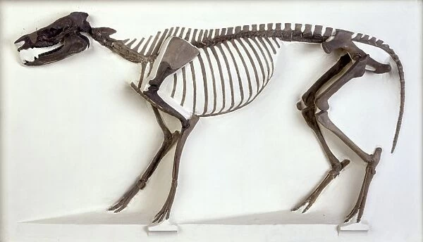 Hyracotherium horse, fossil skeleton C016  /  5077