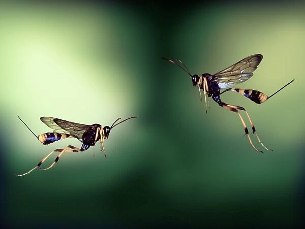 Ichneumon wasps, high-speed photograph