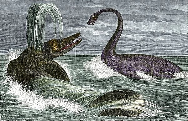 Ichthyosaurus and Plesiosaurus reptiles