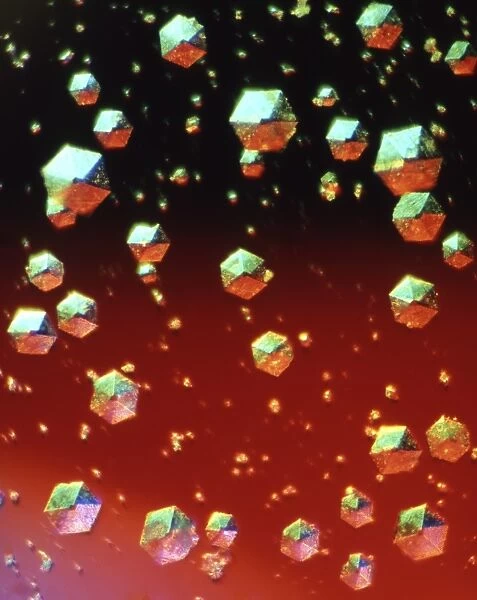 Insulin crystals, light micrograph