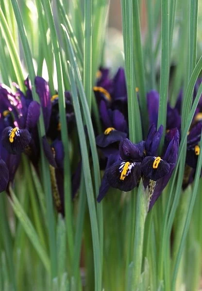 Iris reticulata Hercules flowers
