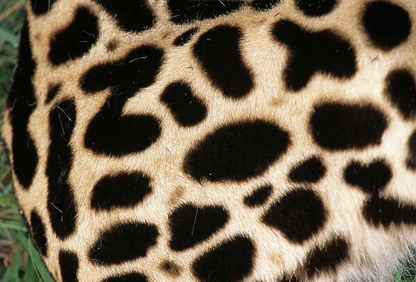 King cheetah coat