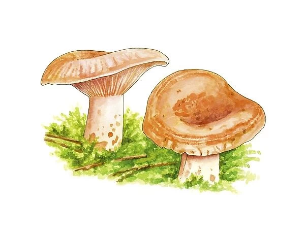 Lactarius deliciosus mushrooms, artwork C016  /  3367
