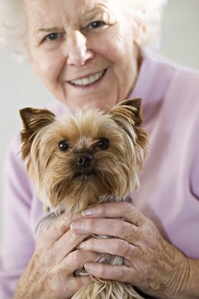 Lap dog. MODEL RELEASED. Lap dog. Elderly woman holding her dog on her lap