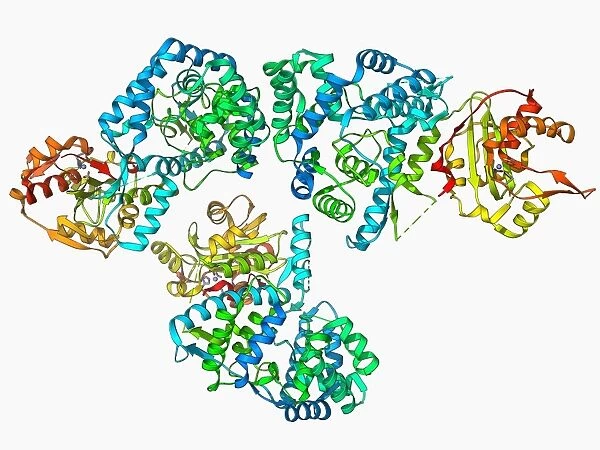 Lassa virus nucleocapsid protein F006  /  9702
