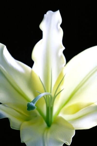 Lily (Lilium sp. )