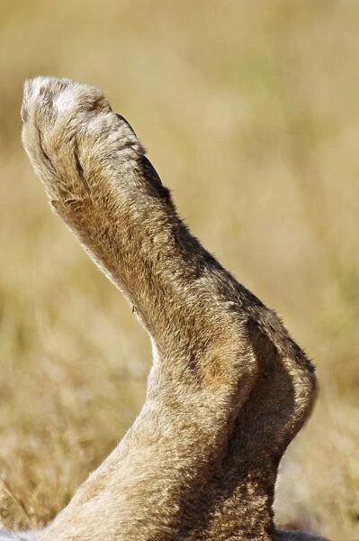 Lion foot (Panthera leo). Lions are found in the savannah