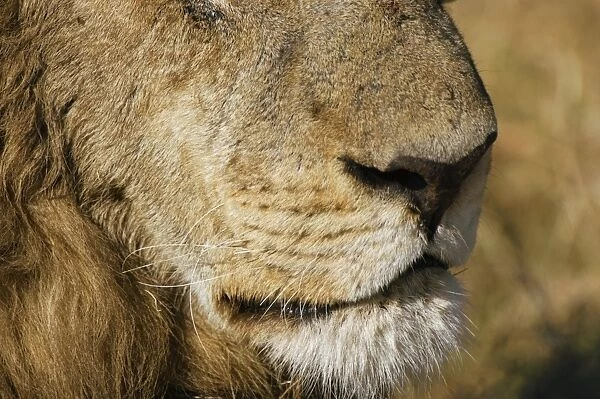 Lion (Panthera leo). Lions are found in the savannah and scrubland of sub-Saharan Africa