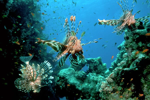 Lionfish on a reef. Lionfish (Pterois volitans) hunting smaller fish on a coral reef