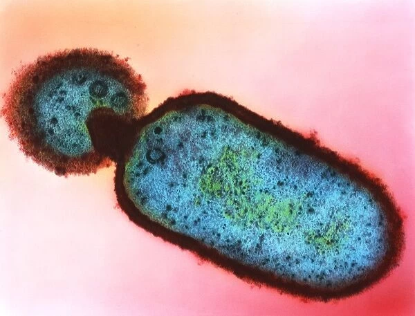 Listeria monocytogenes bacteria, TEM
